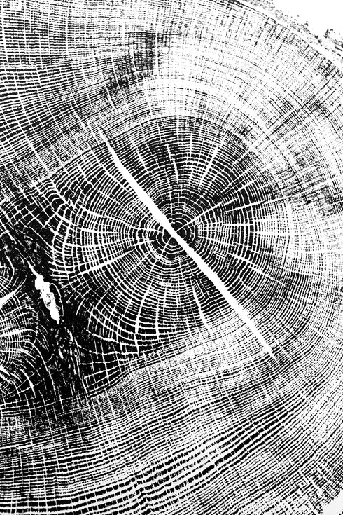 "Oak 122" Tree Print - Woodcut Print